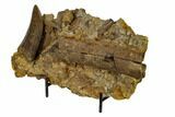 Serrated, Tyrannosaur Tooth In Rock With Bones - Montana #113348-4
